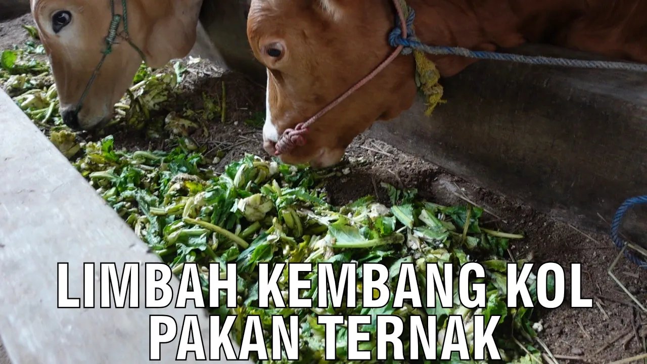 
                                 Limbah-Kembang-Kol-Pakan-Ternak